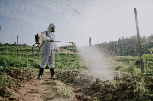 Best Affordable Pest Control Services  in Tano Road, NM