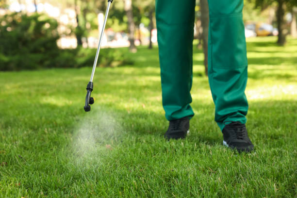Best Flea Control Services  in Tano Road, NM