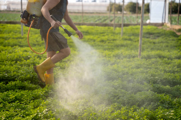 Best Affordable Pest Control Services  in Tano Road, NM
