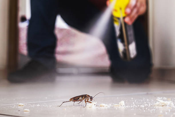 Best Rodent Control Near Me  in Tano Road, NM