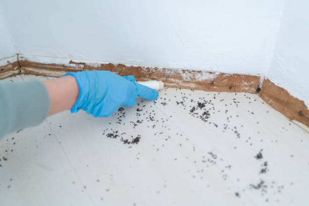 Best Emergency Pest Control  in Tano Road, NM